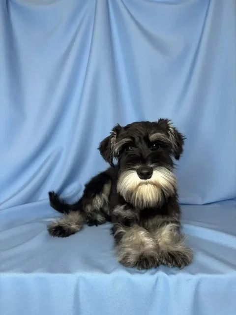 Щенок цвергшнауцера - Потерянные/найдены в Ставрополь