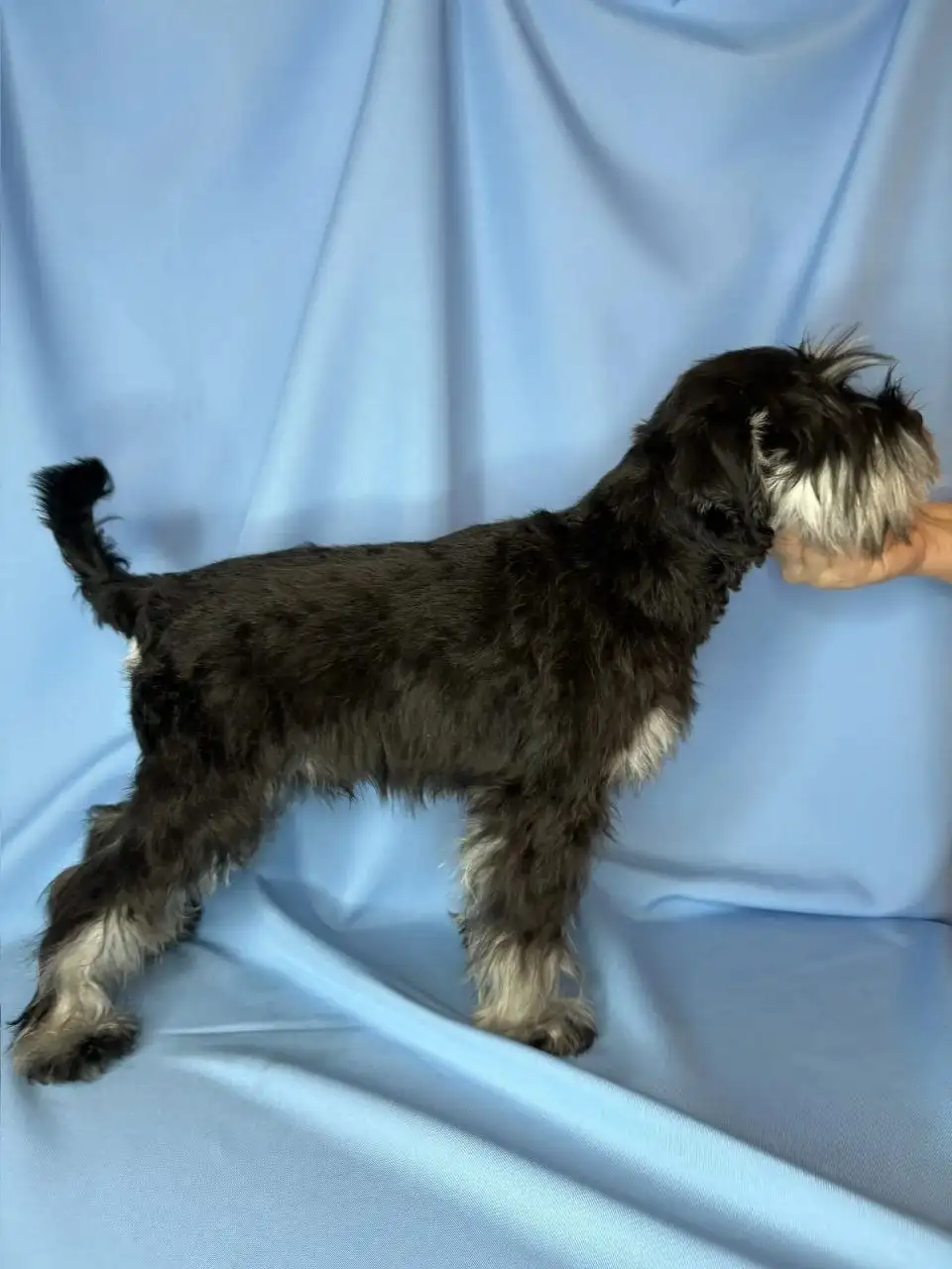 Щенок цвергшнауцера - Собаки (Животные) в Ставрополь