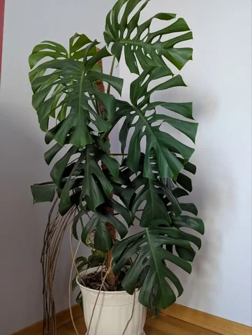 Продажа крупной монстеры высотой 150 см в Ставрополе - Мебель в Ставрополь