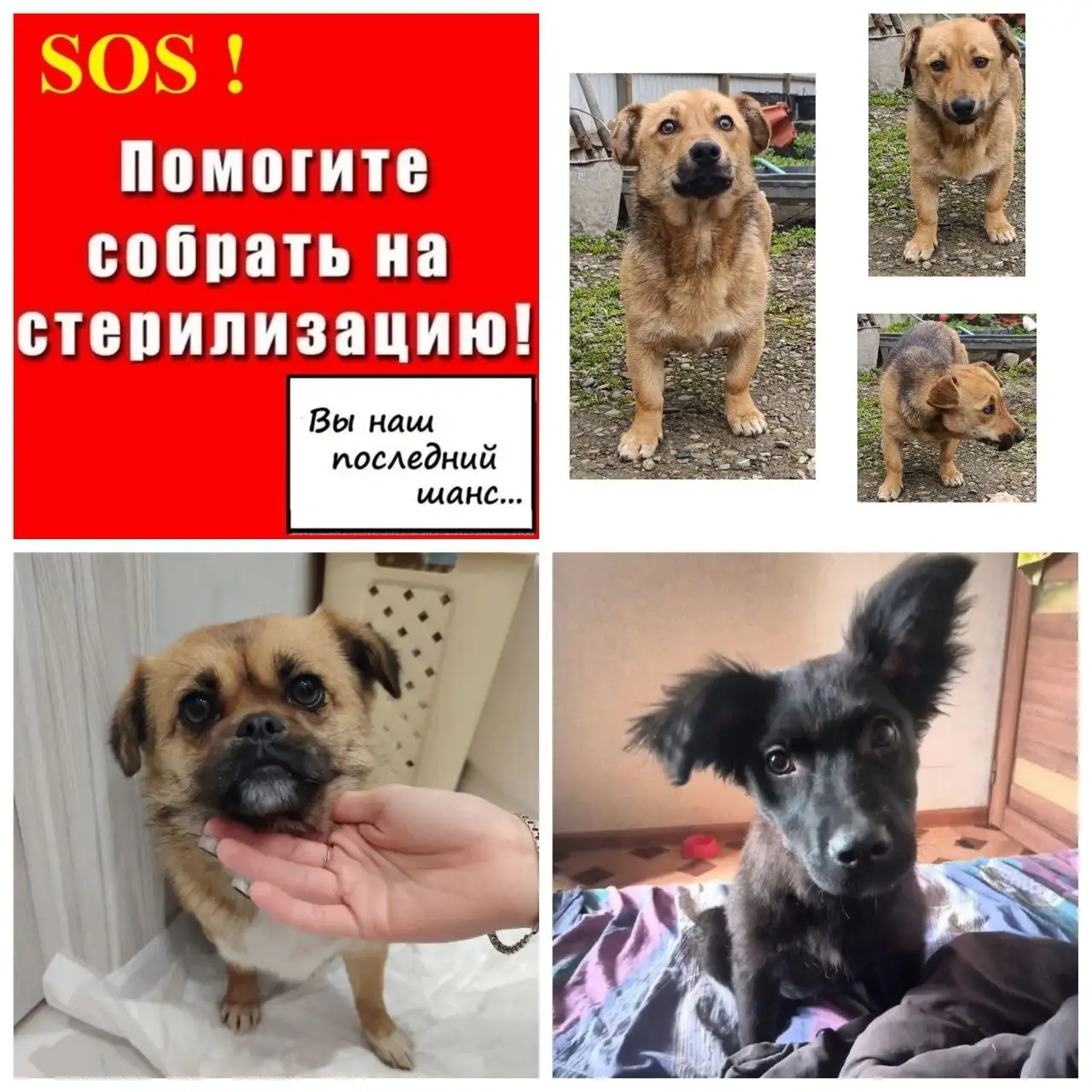 Благотворительный сбор на стерилизацию трех бездомных собачек - Благотворительность (Услуги) в Ставрополь