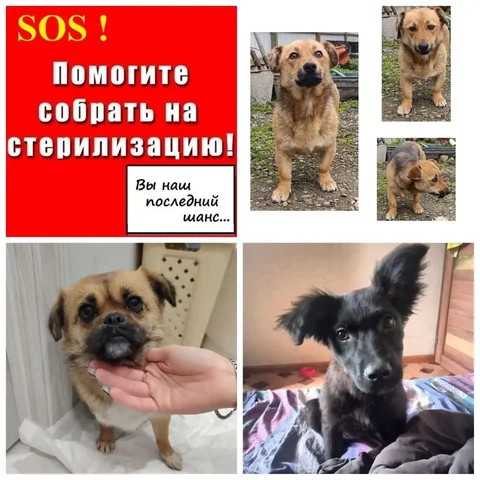 Благотворительный сбор на стерилизацию трех бездомных собачек - Банные услуги в Ставрополь