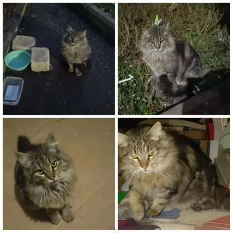 Пропал кот по кличке Боня в Ставрополе - Потерянные/найдены в Ставрополь