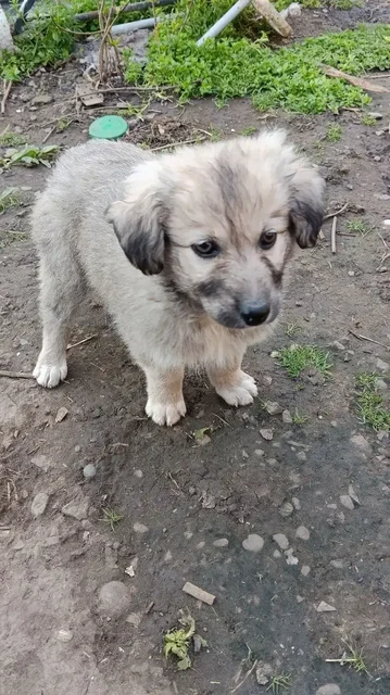 Срочно! 7 щенков 3 месяца ищут хозяев - частное объявление в Михайловск