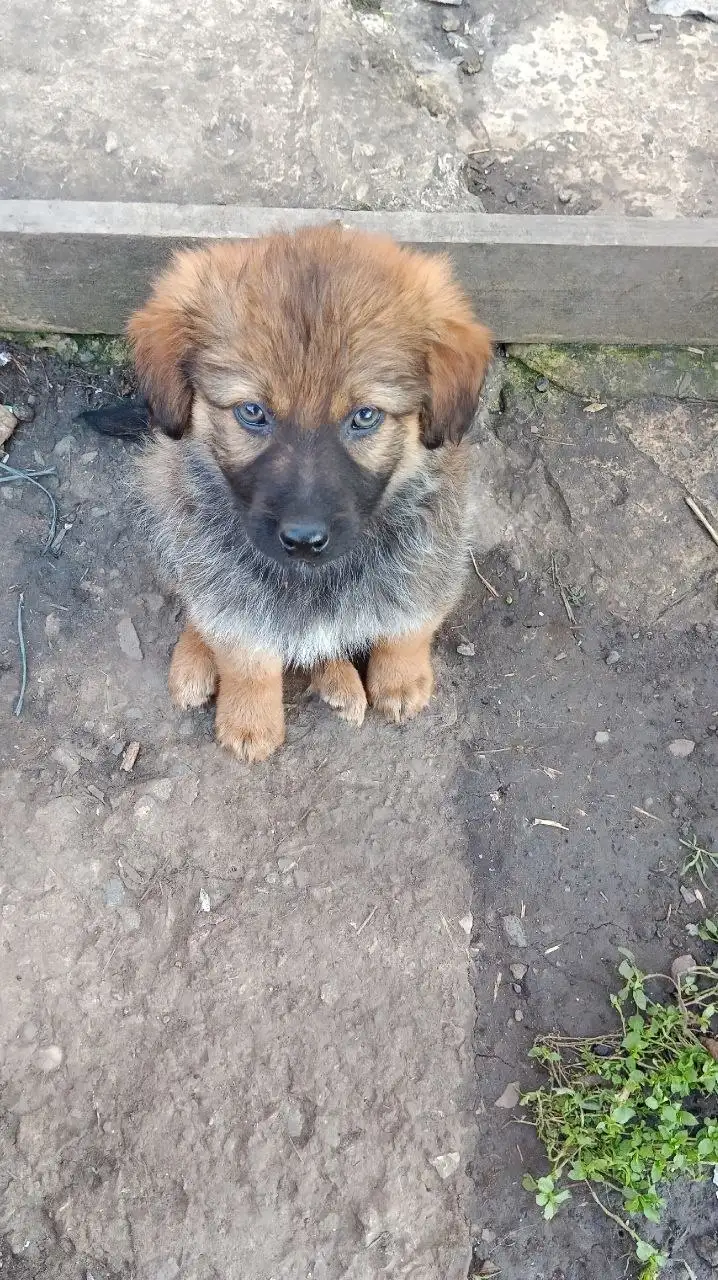 Срочно! 7 щенков 3 месяца ищут хозяев - Собаки (Животные) в Михайловск