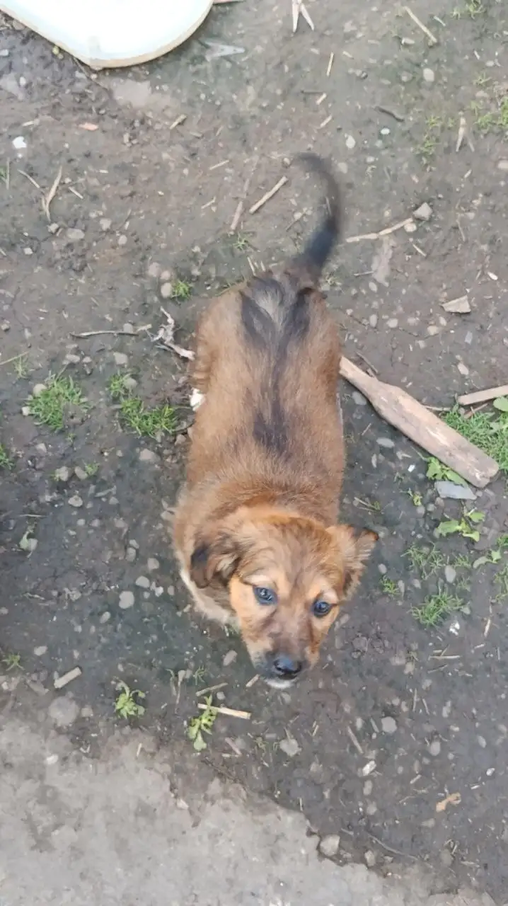 Срочно! 7 щенков 3 месяца ищут хозяев - Собаки (Животные) в Михайловск