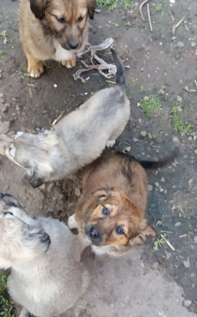 Срочно! 7 щенков 3 месяца ищут хозяев - Собаки (Животные) в Михайловск