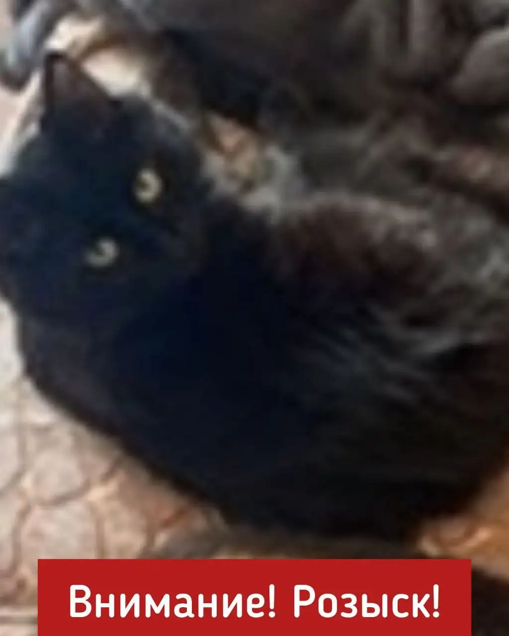 Поиск старой больной кошки в Ставрополе - Поиск животных (Услуги) в Ставрополь