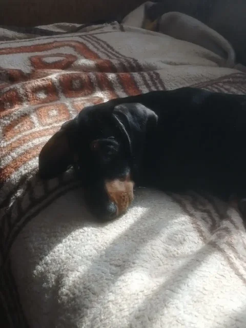 Щенок таксы в надежные руки - Грызуны в Ставрополь