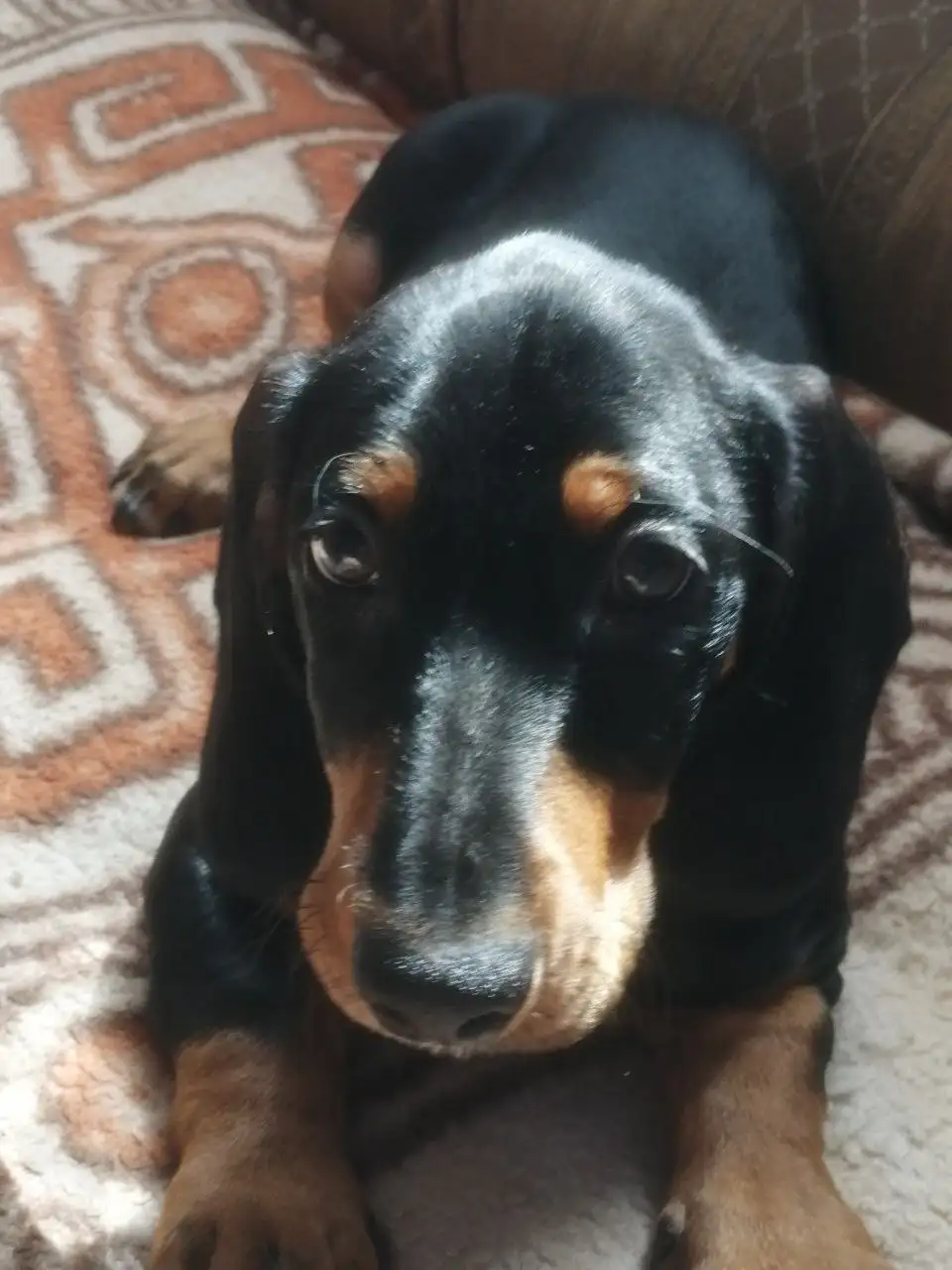 Щенок таксы в надежные руки - Собаки (Животные) в Ставрополь