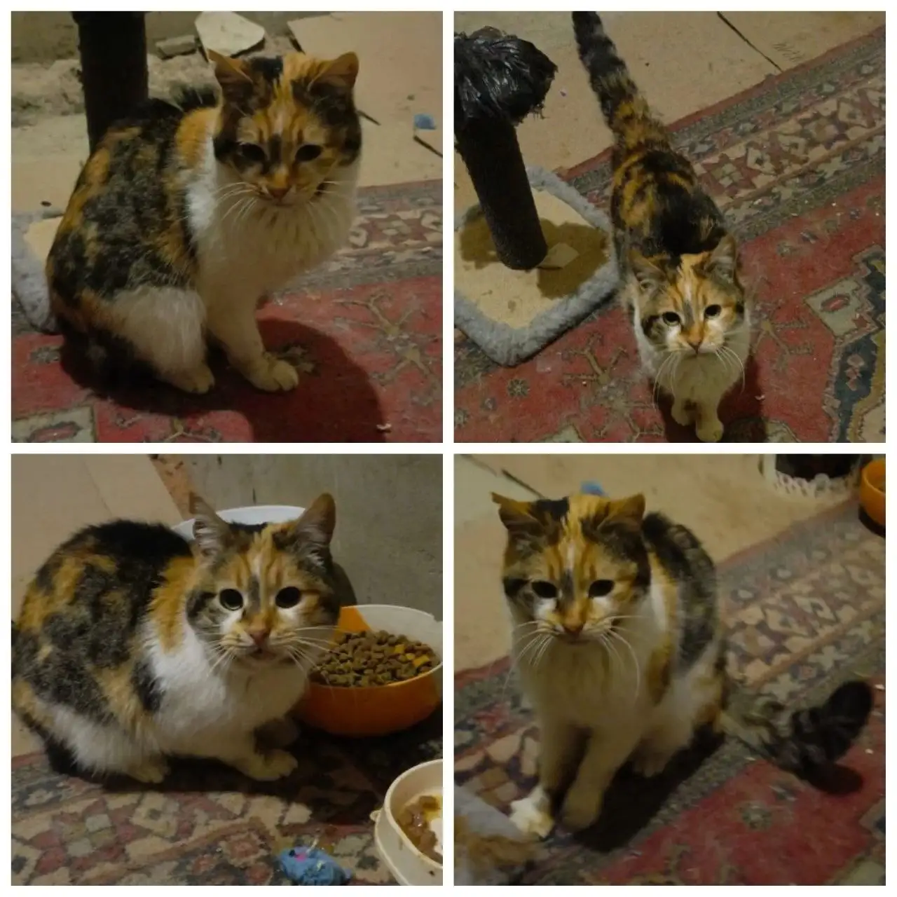 Отдам в добрые руки кошечку Марусю в Михайловске - Кошки (Животные) в Михайловск