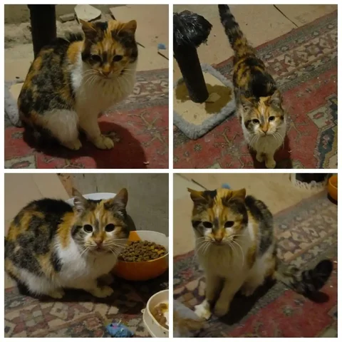 Отдам в добрые руки кошечку Марусю в Михайловске - Животные в Михайловск