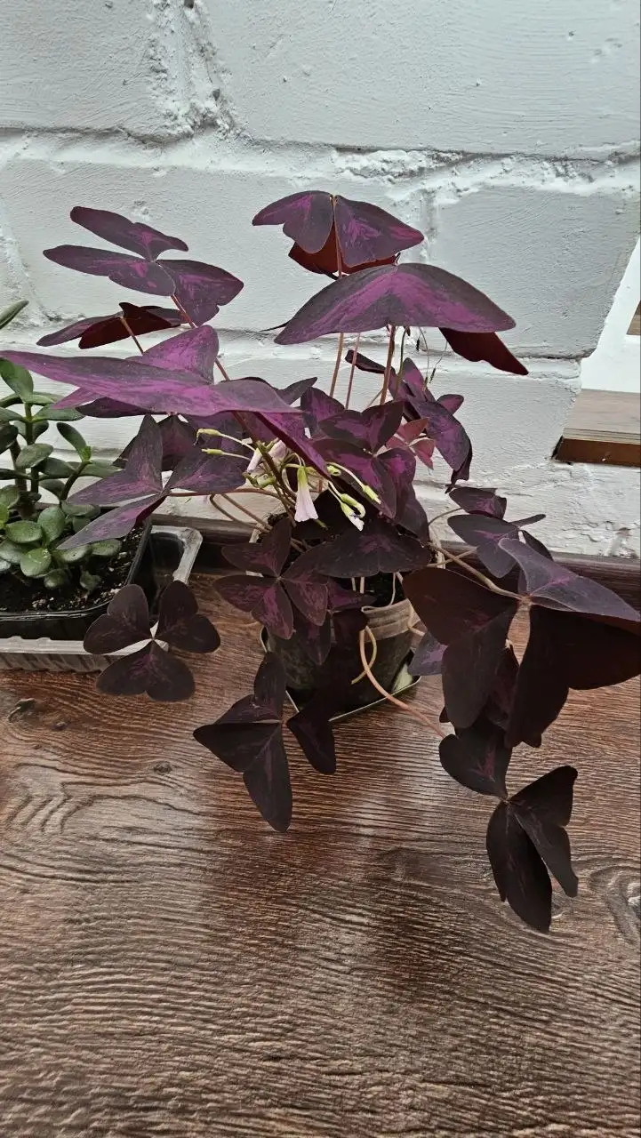 Продажа комнатных растений в Ставрополе - Растения (Хобби и отдых) в Ставрополь