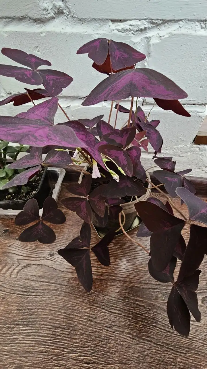 Продажа комнатных растений в Ставрополе - Растения (Хобби и отдых) в Ставрополь