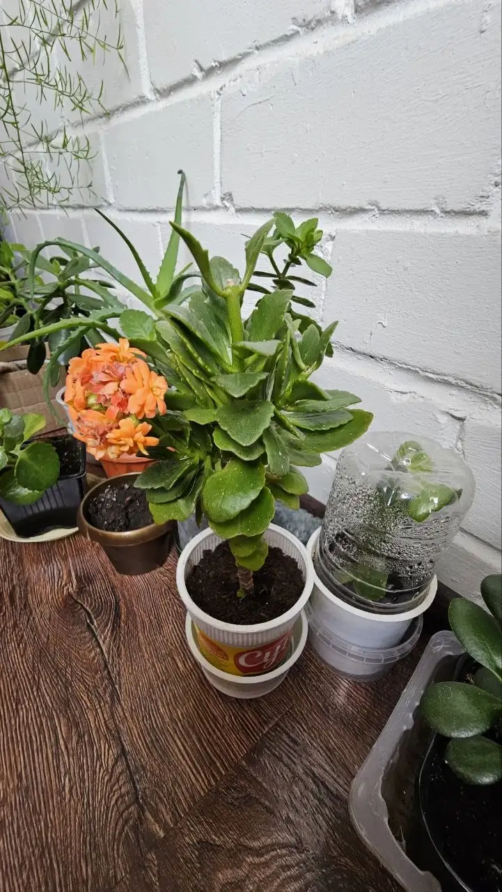 Продажа комнатных растений в Ставрополе - Растения (Хобби и отдых) в Ставрополь