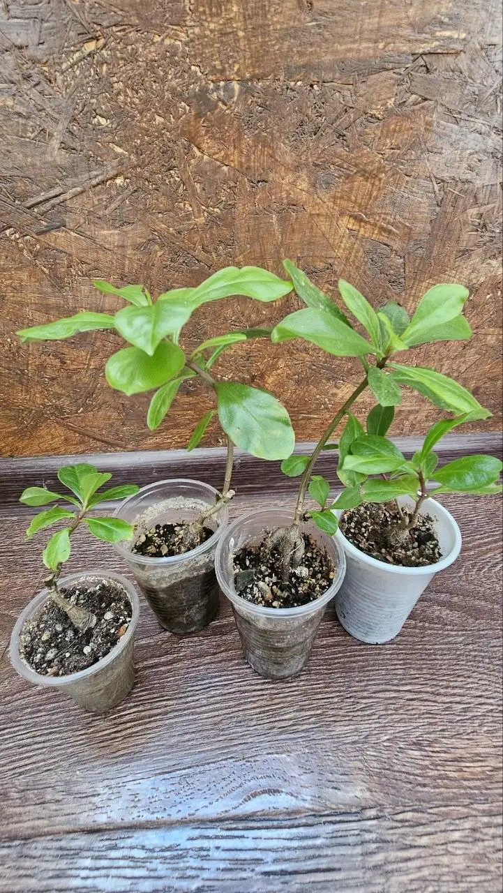 Продажа комнатных растений в Ставрополе - Растения (Хобби и отдых) в Ставрополь