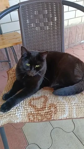 Потерялась кошка в районе Гармонии - Грызуны в Ставрополь