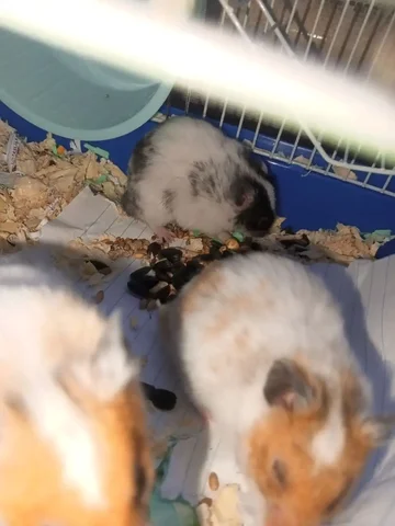 Хомяки в добрые руки - Грызуны в Ставрополь