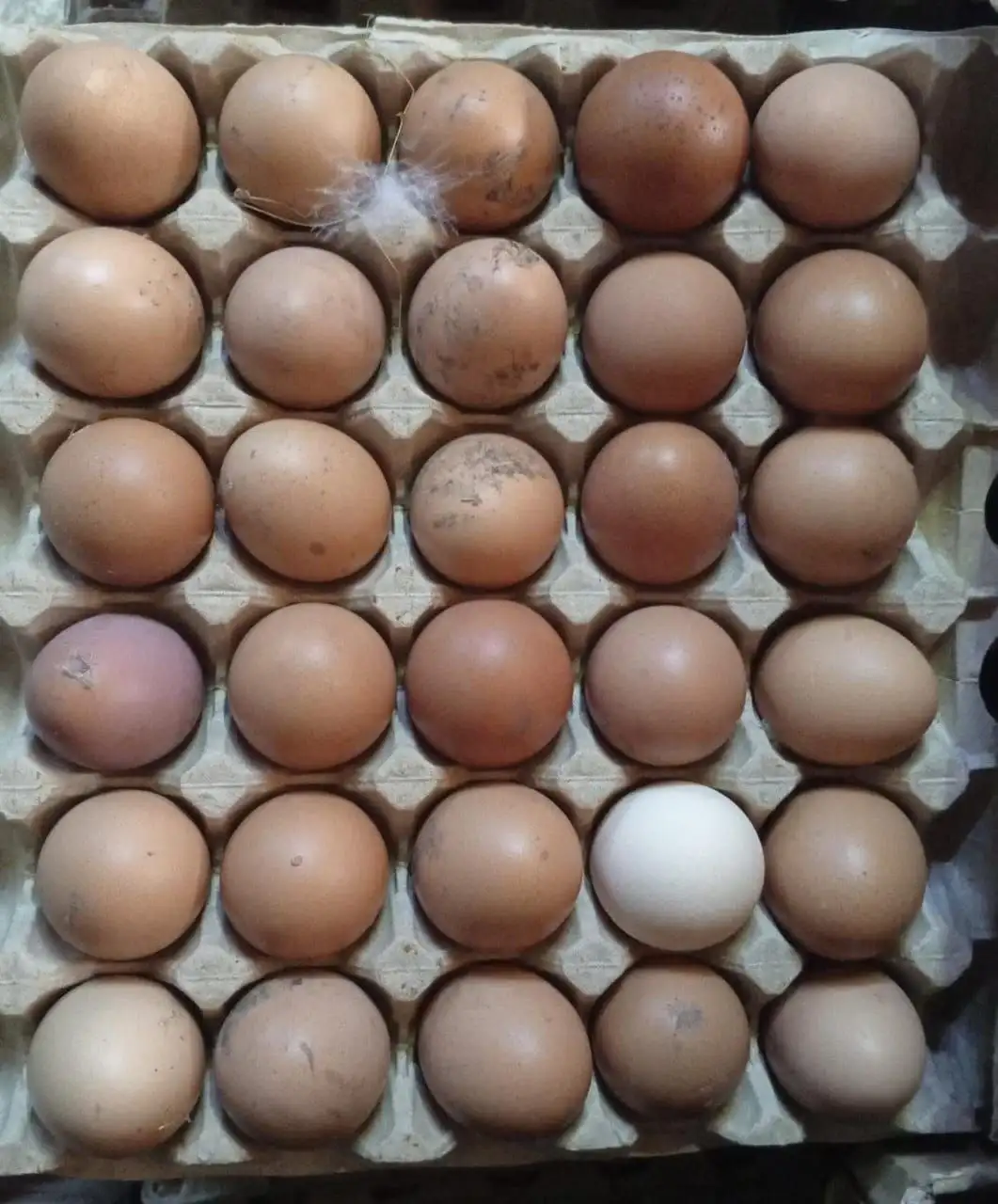 Свежее домашнее яйцо - Продукты питания (Для дома и дачи) в Ставрополь
