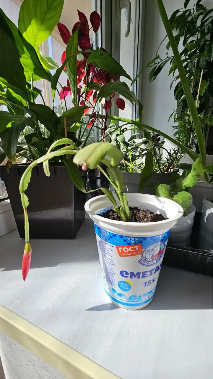 Продажа комнатных растений: декабрист и каланхоэ - Комнатные растения (Для дома и дачи) в Ставрополь