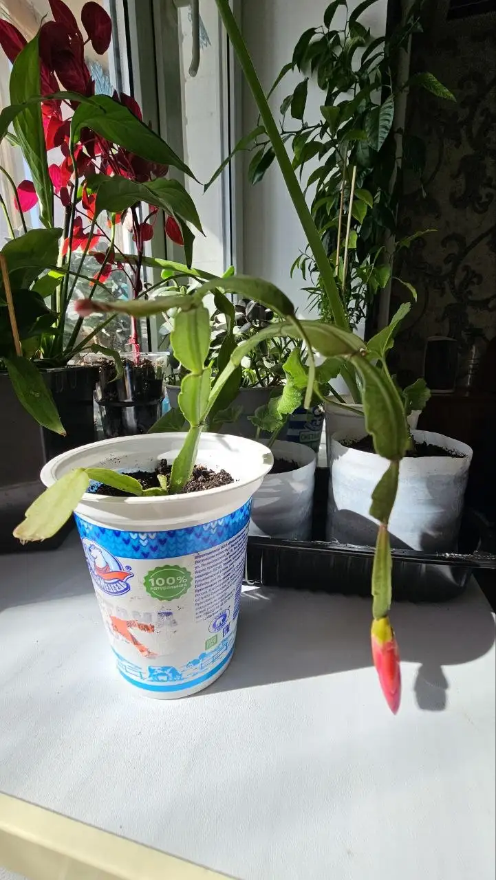 Продажа комнатных растений: декабрист и каланхоэ - Комнатные растения (Для дома и дачи) в Ставрополь