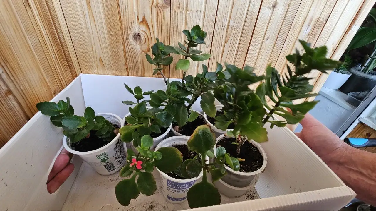 Продажа комнатных растений: декабрист и каланхоэ - Комнатные растения (Для дома и дачи) в Ставрополь