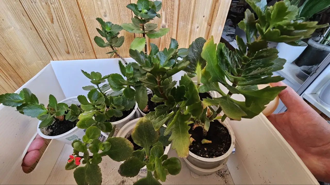 Продажа комнатных растений: декабрист и каланхоэ - Комнатные растения (Для дома и дачи) в Ставрополь