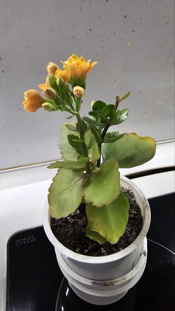 Продажа комнатных растений: декабрист и каланхоэ - Комнатные растения (Для дома и дачи) в Ставрополь