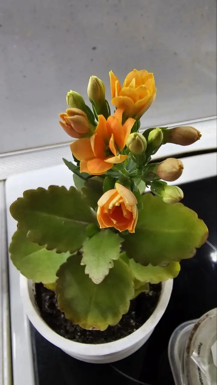 Продажа комнатных растений: декабрист и каланхоэ - Комнатные растения (Для дома и дачи) в Ставрополь