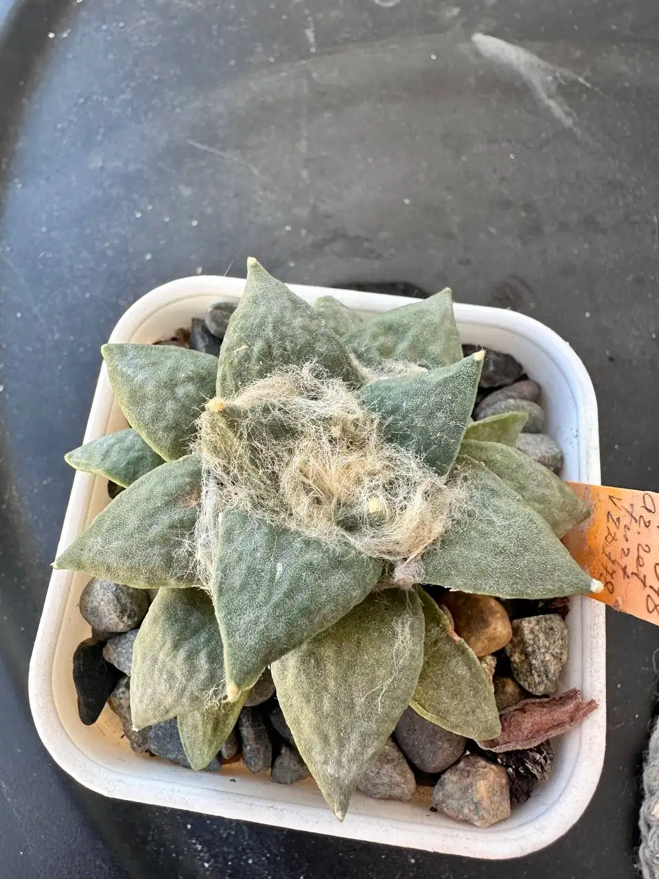 Кактусы Ariocarpus retusus и Gymnocalycium ragonesei - Растения (Хобби и отдых) в Ставрополь