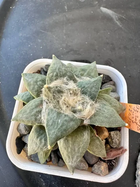 Кактусы Ariocarpus retusus и Gymnocalycium ragonesei - частное объявление в Ставрополь