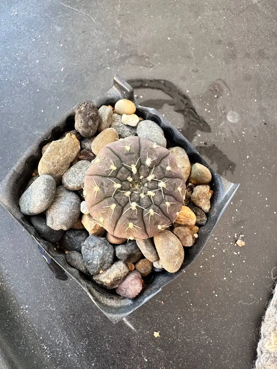 Кактусы Ariocarpus retusus и Gymnocalycium ragonesei - Растения (Хобби и отдых) в Ставрополь