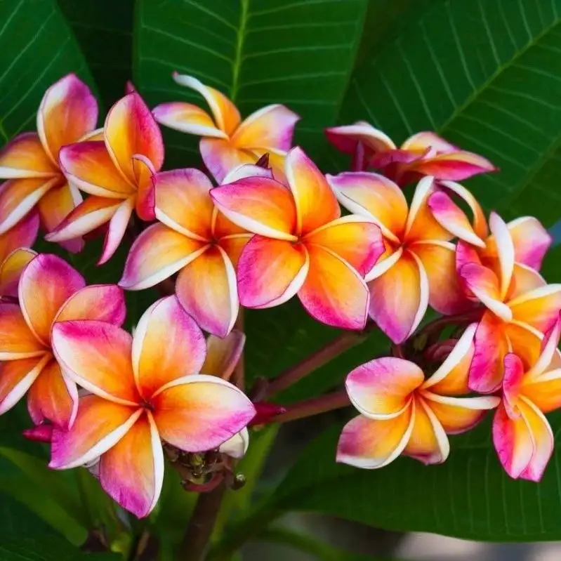 Продажа саженцев плюмерии и др. - Растения (Хобби и отдых) в Ставрополь