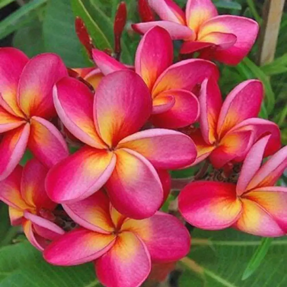 Продажа саженцев плюмерии и др. - Растения (Хобби и отдых) в Ставрополь