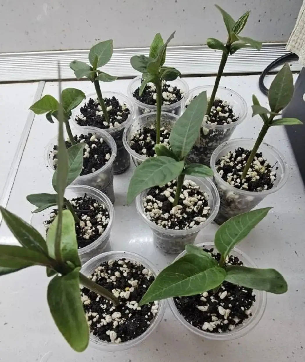 Продажа саженцев плюмерии и др. - Растения (Хобби и отдых) в Ставрополь