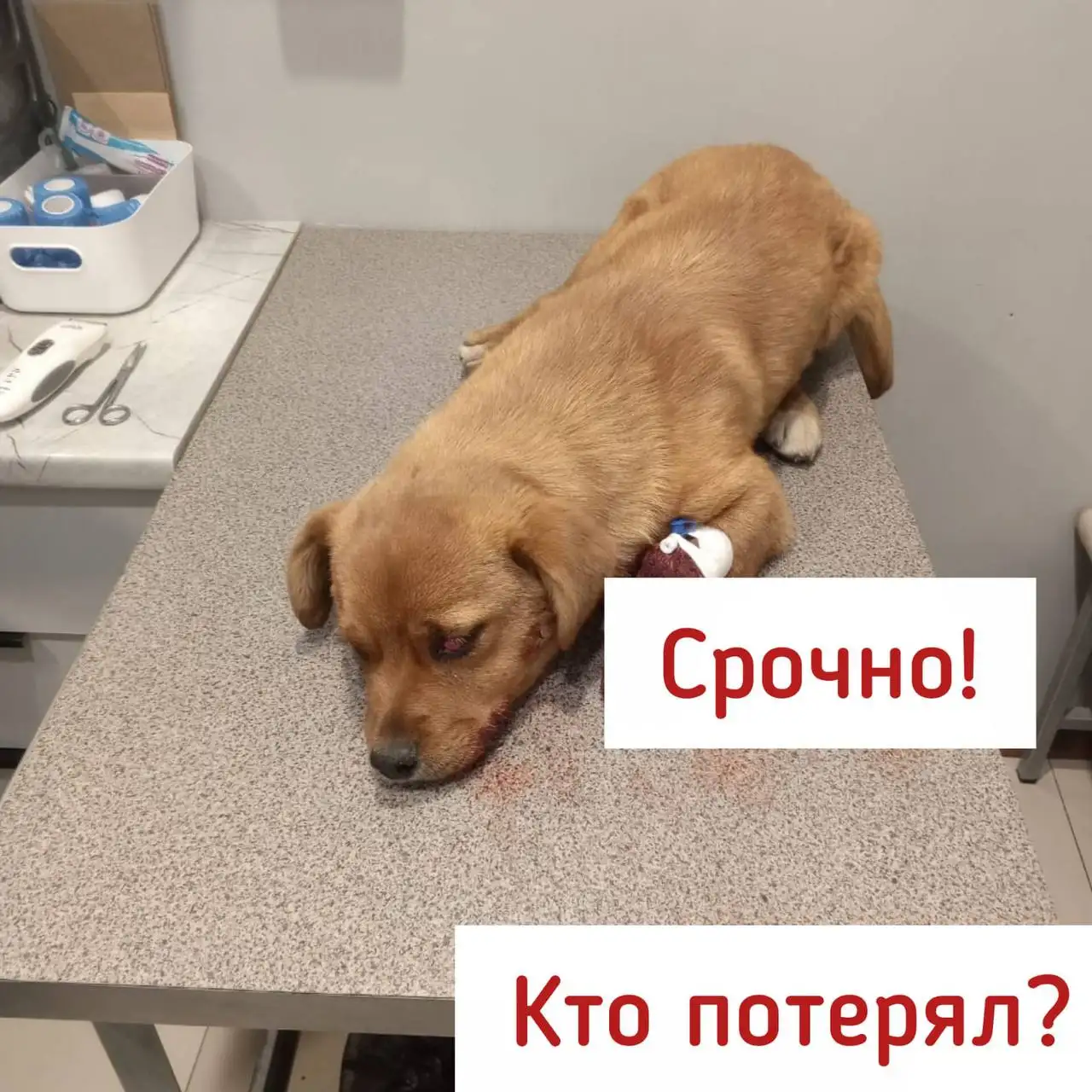 Потерялся щенок, ищем хозяина - Потеряшки (Животные) в Ставрополь