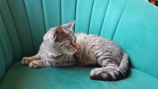 Потерялась кошка - Кошки в Михайловск