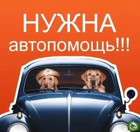 Нужна помощь с транспортировкой собаки из ПВС - Транспортировка (Услуги) в Ставрополь