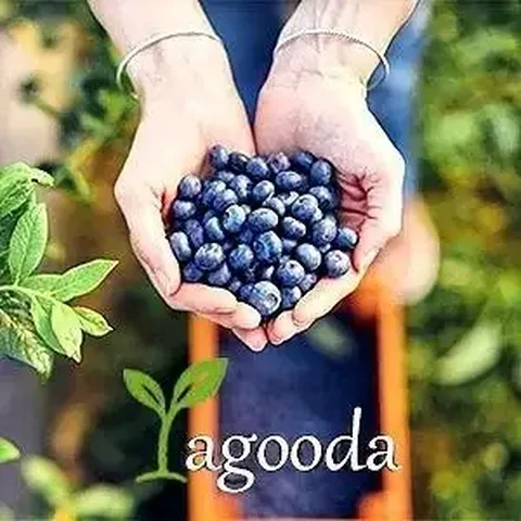 Саженцы голубики от питомника - Хобби и отдых в Ставрополь