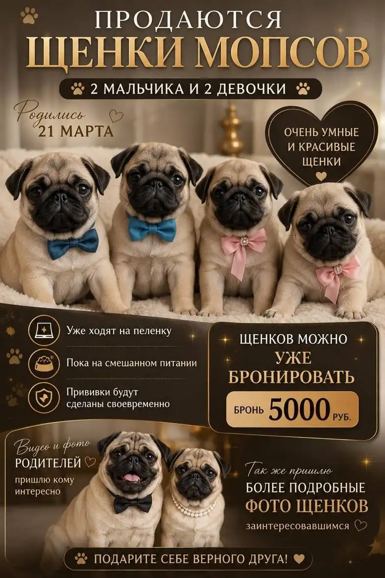 Продаются щенки мопсов - Собаки (Животные) в Ставрополь