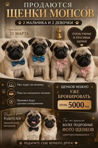 Продаются щенки мопсов - Животные в Ставрополь