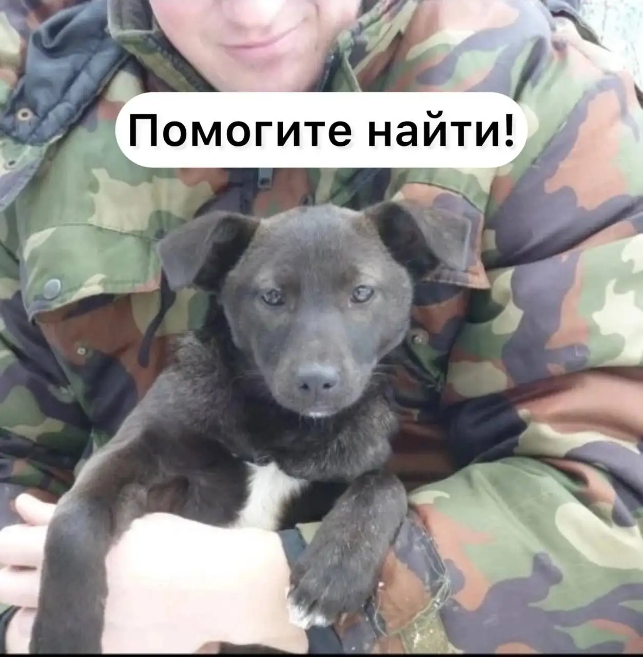 Потерялась собака – Лайза - Потерянные животные (Животные) в Ставрополь