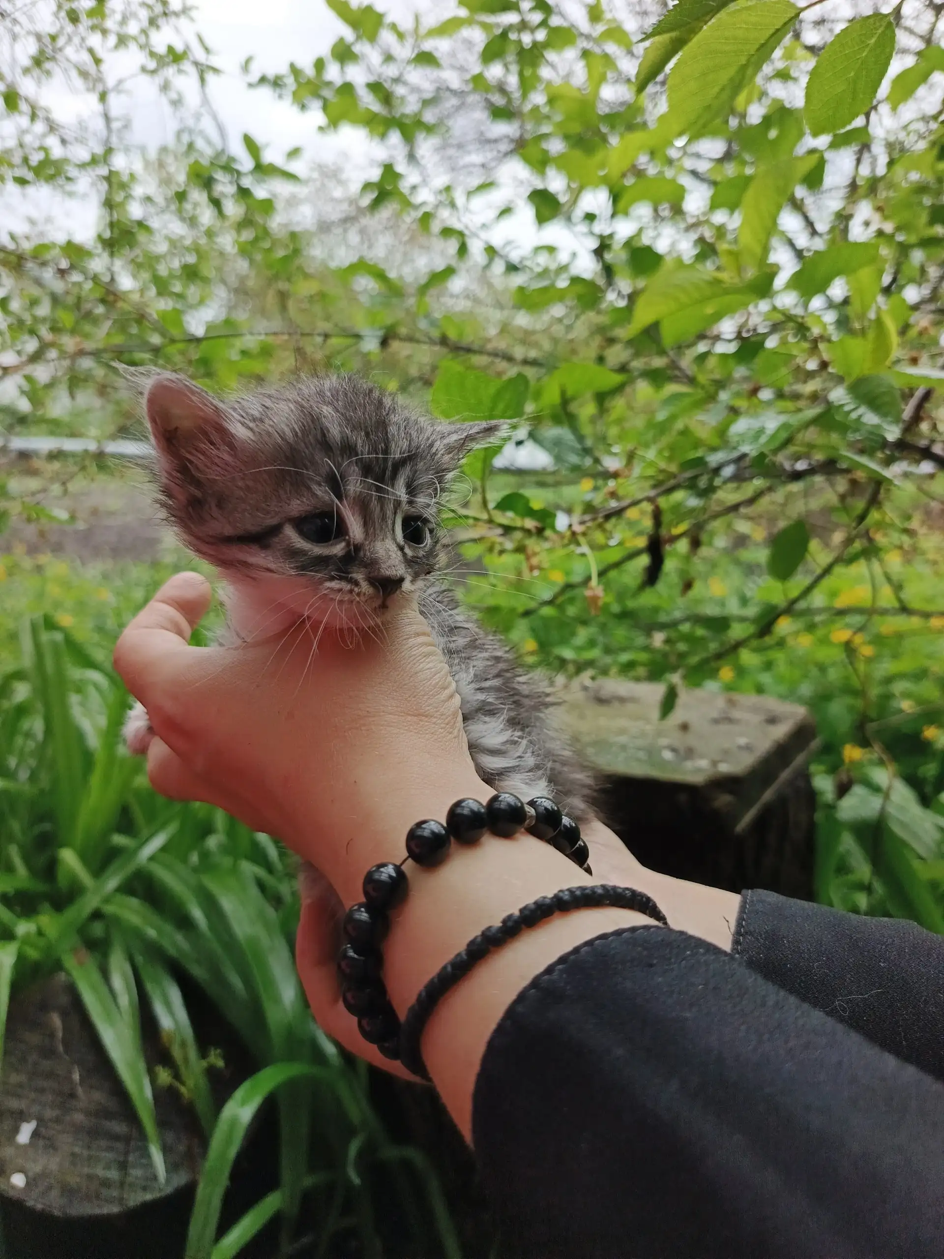 Отдаём котят в хорошие руки - Животные в Ставрополь