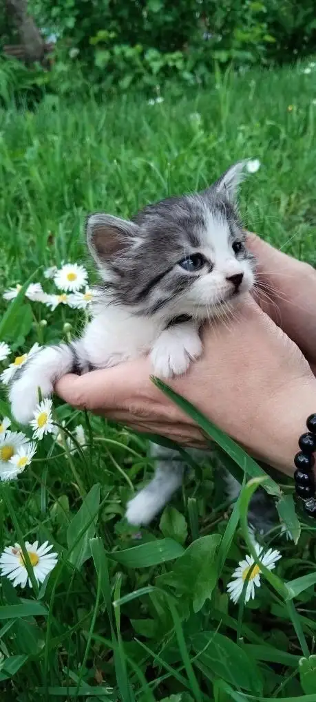 Отдаём котят в хорошие руки - Животные в Ставрополь
