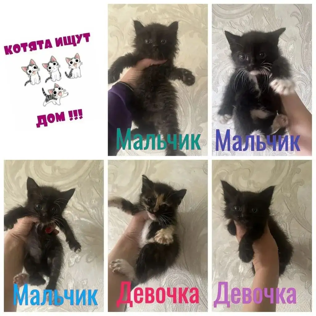 Котята в добрые руки - Кошки (Животные) в Михайловск