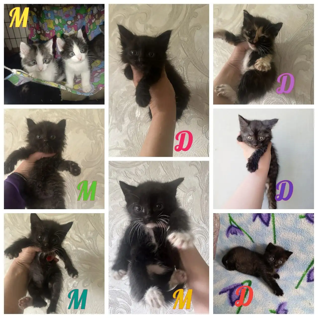 Котята в добрые руки - Кошки (Животные) в Михайловск