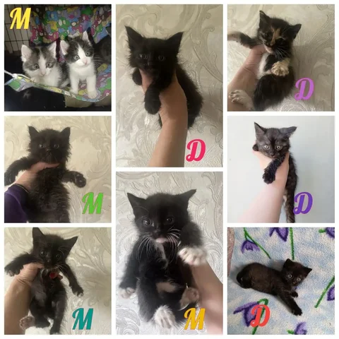 Котята в добрые руки - частное объявление в Михайловск