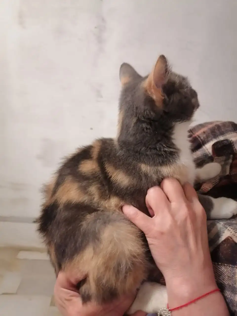 Потерялась кошка на ул. Музыкальной в Михайловске - Животные в Михайловск