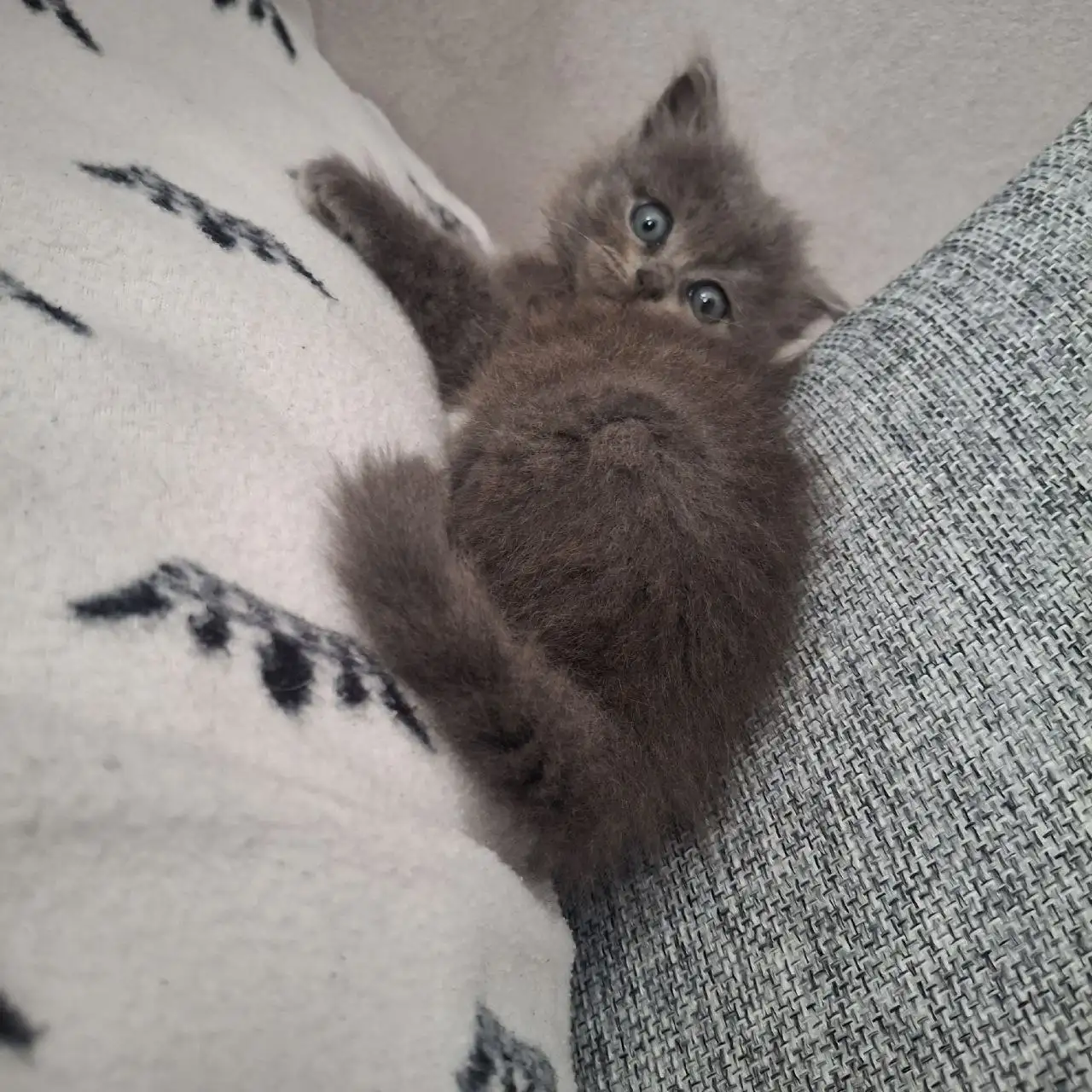 Отдам котёнка в добрые руки - Кошки (Животные) в Ставрополь