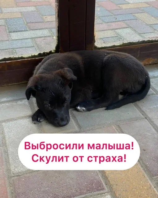 Найден щенок в Ставрополе - Крупный рогатый скот в Ставрополь
