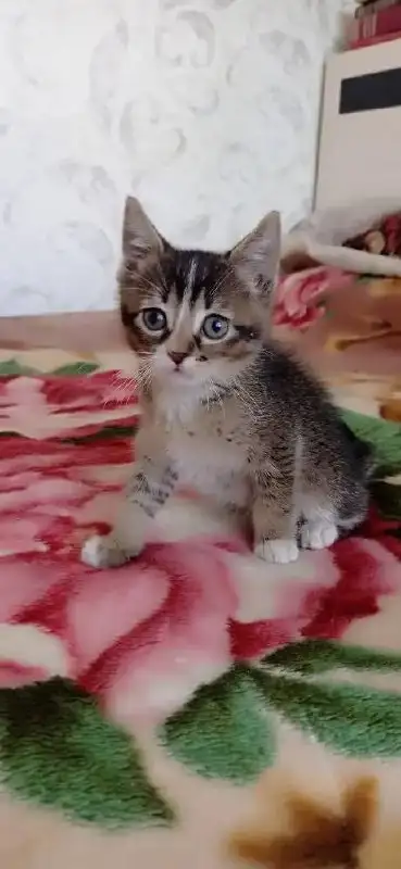 Котенок в добрые руки - Кошки (Животные) в Ставрополь